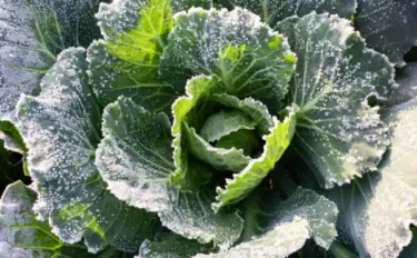 冬野菜の育て方｜家庭菜園のおすすめ8選！基本の栽培方法を解説