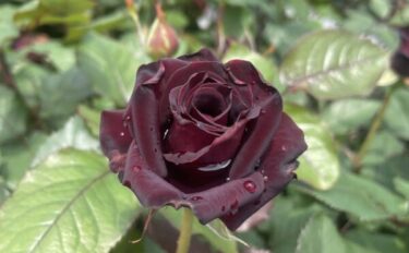 Labyrinth バラの迷宮 pickup227『ビター カヌレ』