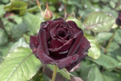 Labyrinth バラの迷宮 pickup227『ビター カヌレ』