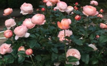 Labyrinth バラの迷宮 pickup228『タルト アブリコ』