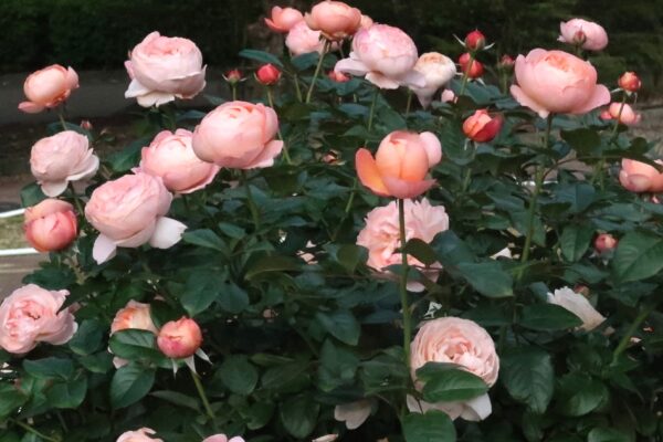 Labyrinth バラの迷宮 pickup228『タルト アブリコ』