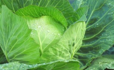 キャベツの肥料｜結球を成功させる施肥のタイミング
