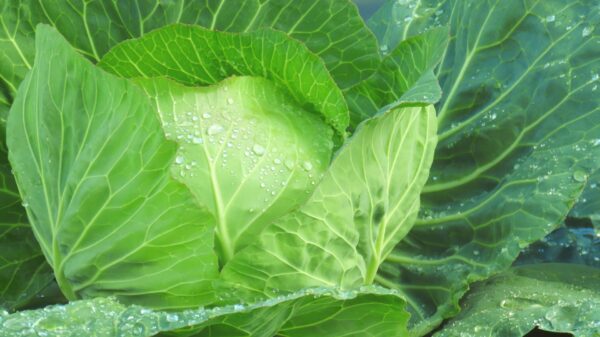 キャベツの肥料|結球を成功させる施肥のタイミング