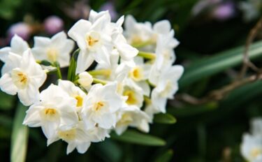 スイセンの肥料｜球根を元気に育てるための施肥のタイミングと与え方