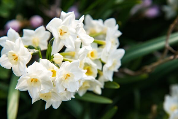 スイセンの肥料｜球根を元気に育てるための施肥のタイミングと与え方