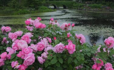 バラをもっと深く知る㊻長く愛されるバラ