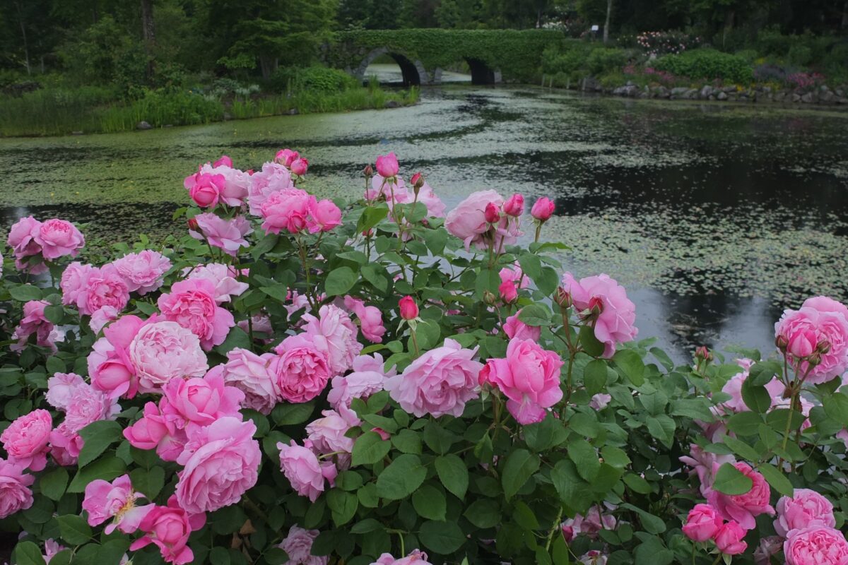 バラをもっと深く知る㊻長く愛されるバラ