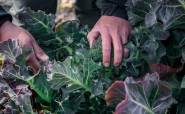 ブロッコリーの肥料|花蕾を大きく育てるための施肥のコツと与え方