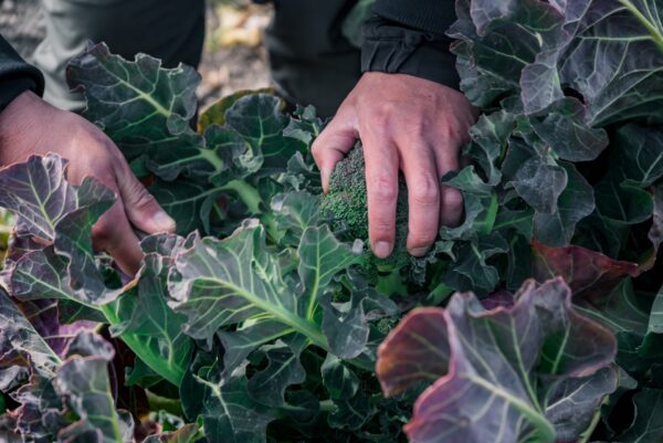 ブロッコリーの肥料|花蕾を大きく育てるための施肥のコツと与え方