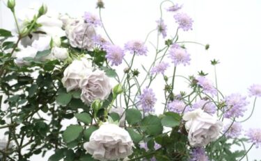 バラをもっと深く知る㊺茎と房の空気感