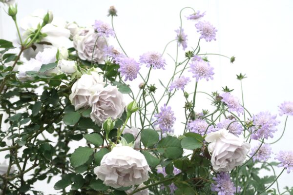 バラをもっと深く知る㊺茎と房の空気感