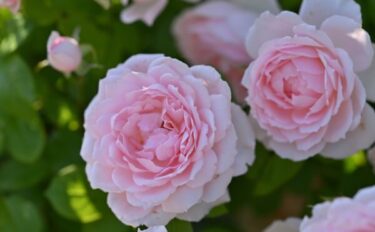 Labyrinth バラの迷宮 pickup229『ベル ドゥ プロヴァンス』