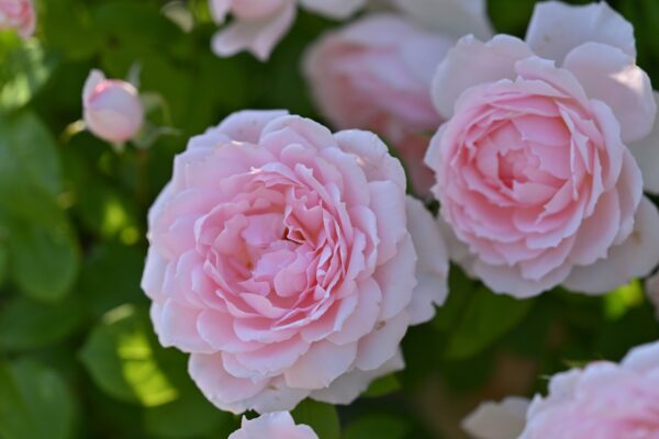 Labyrinth バラの迷宮 pickup229『ベル ドゥ プロヴァンス』