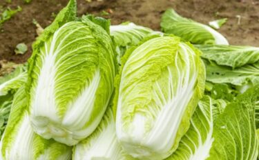 白菜（ハクサイ）の肥料｜結球を促す施肥のタイミングと与え方