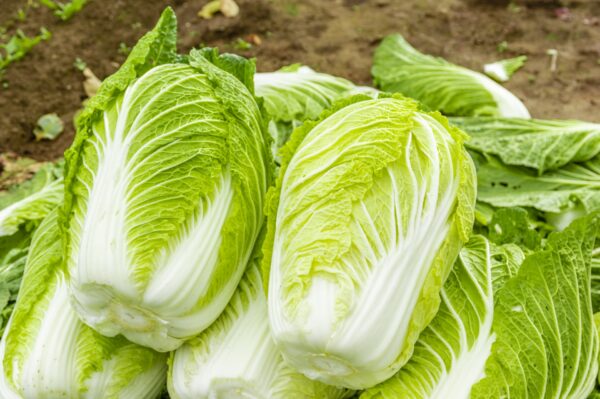 白菜（ハクサイ）の肥料｜結球を促す施肥のタイミングと与え方