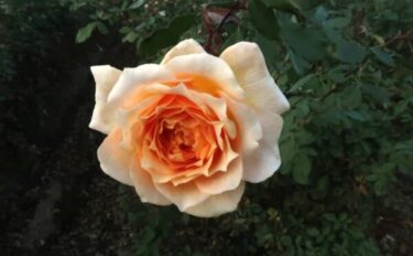 Labyrinth バラの迷宮 pickup230『ルミナス』