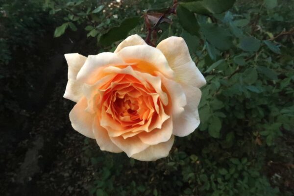 Labyrinth バラの迷宮 pickup230『ルミナス』