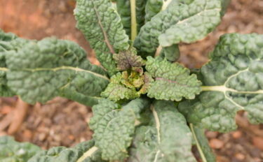 ケールの育て方｜栽培スケジュールや種まき方法も紹介