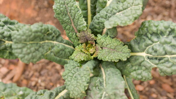 ケールの育て方｜栽培スケジュールや種まき方法も紹介