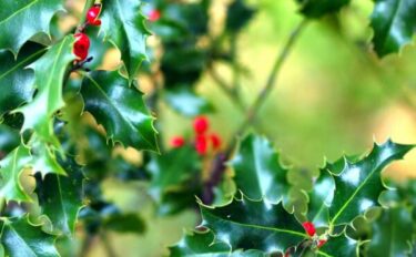 【ヒイラギの育て方】魔除けの木を元気に育てるコツとは？