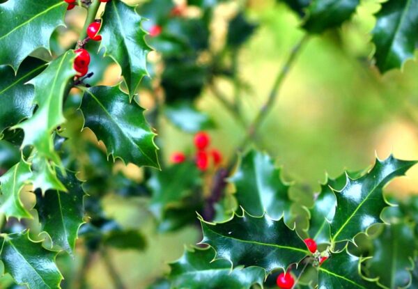 【ヒイラギの育て方】魔除けの木を元気に育てるコツとは？