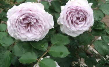 Labyrinth バラの迷宮 pickup234『コントレイル』