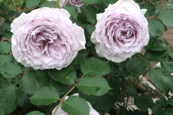 Labyrinth バラの迷宮 pickup234『コントレイル』