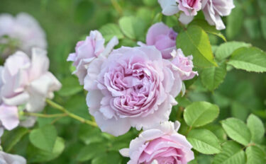 Labyrinth バラの迷宮 pickup232『レミエル』