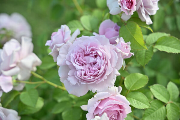 Labyrinth バラの迷宮 pickup232『レミエル』