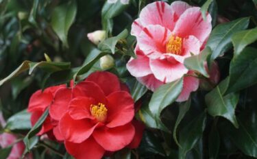 2月に咲く花8選｜冬だからこそ楽しめる花を紹介！