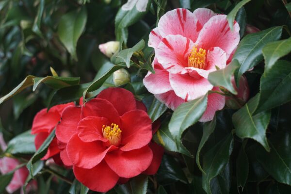 2月に咲く花8選|冬だからこそ楽しめる花を紹介!