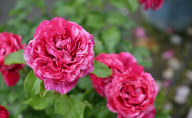 Labyrinth バラの迷宮 pickup233『ベルト モリゾ』