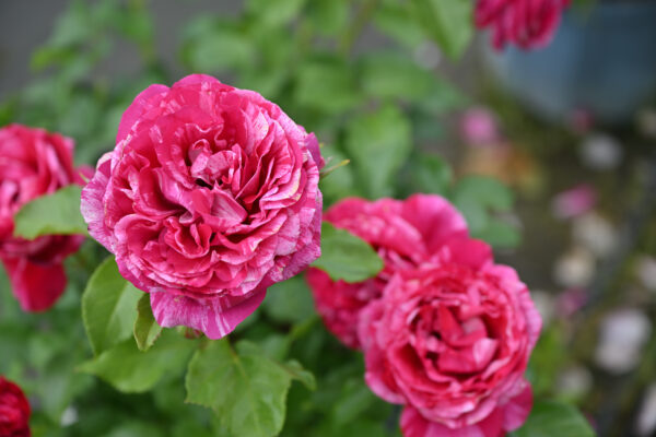 Labyrinth バラの迷宮 pickup233『ベルト モリゾ』