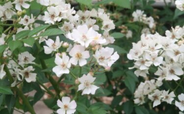 Labyrinth バラの迷宮 pickup231『ニッセ』