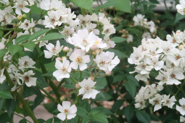 Labyrinth バラの迷宮 pickup231『ニッセ』