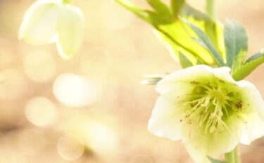 クリスマスローズの育て方｜初心者でも簡単！植えつけから増やし方まで