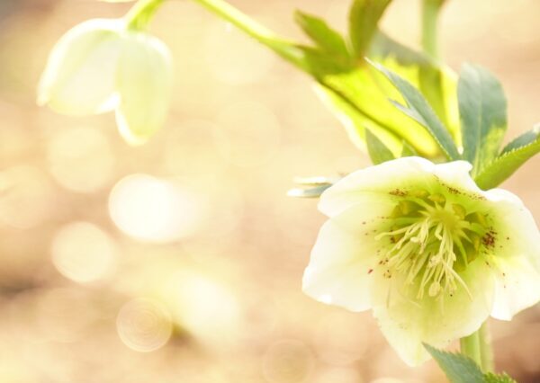 クリスマスローズの育て方|初心者でも簡単!植えつけから増やし方まで