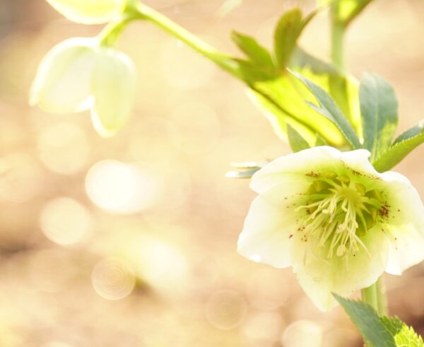 クリスマスローズの育て方｜初心者でも簡単！植えつけから増やし方まで