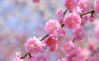 梅の肥料｜花つきを良くする施肥のタイミングと与え方