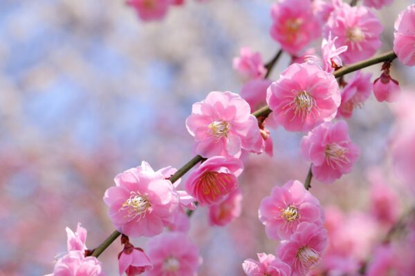 梅の肥料｜花つきを良くする施肥のタイミングと与え方