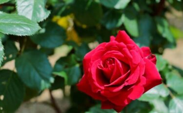 バラの育て方｜蕾が咲かない原因は？初心者の疑問を全て解決