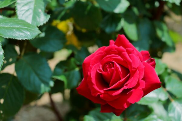 バラの育て方|蕾が咲かない原因は?初心者の疑問を全て解決