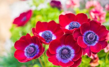 3月に開花する花10選｜春に観賞できるおすすめ植物は？