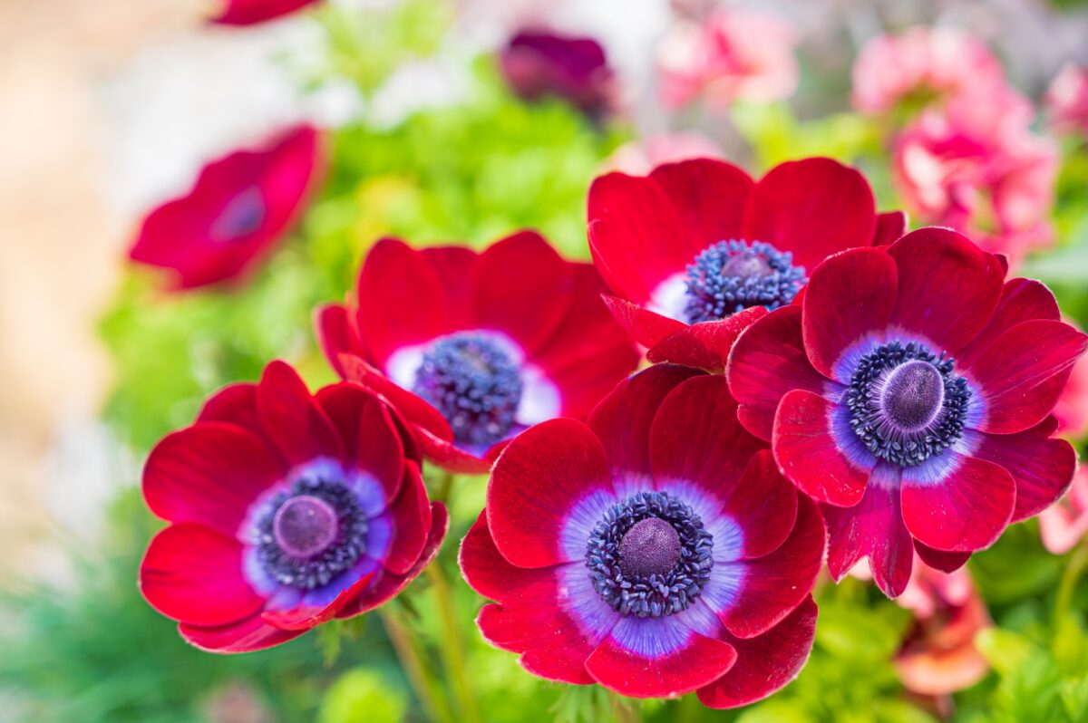 3月に開花する花10選｜春に観賞できるおすすめ植物は？