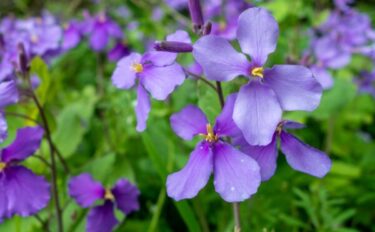 ムラサキハナナ（オオアラセイトウ）の育て方｜種まきから開花までの管理のコツ