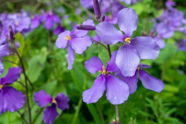 ムラサキハナナ（オオアラセイトウ）の育て方｜種まきから開花までの管理のコツ