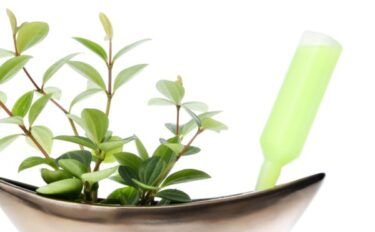 活力剤とは｜肥料との違いや正しい使い方をわかりやすく解説