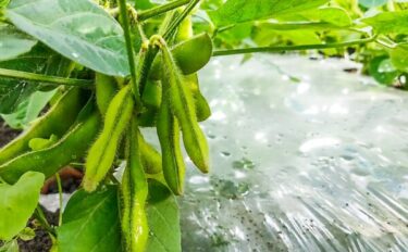 エダマメの肥料｜根粒菌がいても肥料は必要？実入りを良くする施肥管理を解説