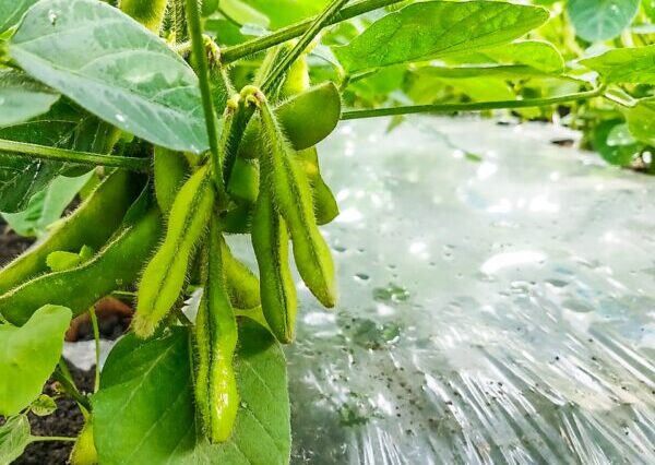 エダマメの肥料｜根粒菌がいても肥料は必要？実入りを良くする施肥管理を解説