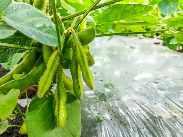 エダマメの肥料｜根粒菌がいても肥料は必要？実入りを良くする施肥管理を解説